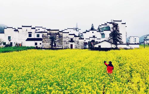 江西婺源几月份去最好看油菜花（4月上旬婺源还有油菜花吗）